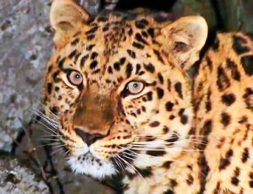 История леопарда (1-6)