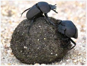 Как большие системные нацисты кушают маленьких и несистемных. Александр Роджерс