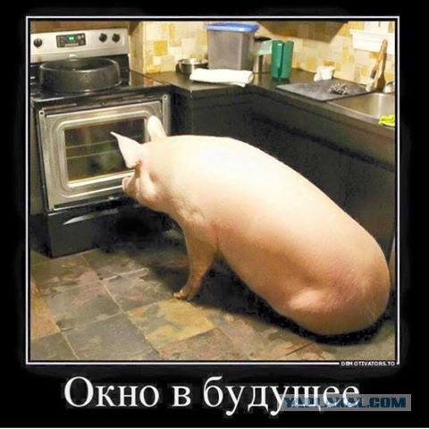 "Мыздобулы" в картинках. Смешных и не очень... 4-09-2016 "Мыздобулы" в картинках. Смешных и не очень... 4-09-2016