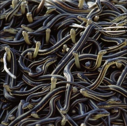 Зачем нам ПАСЕ и прочие «гадюшники»? Андрей Князев Зачем нам ПАСЕ и прочие «гадюшники»? Андрей Князев