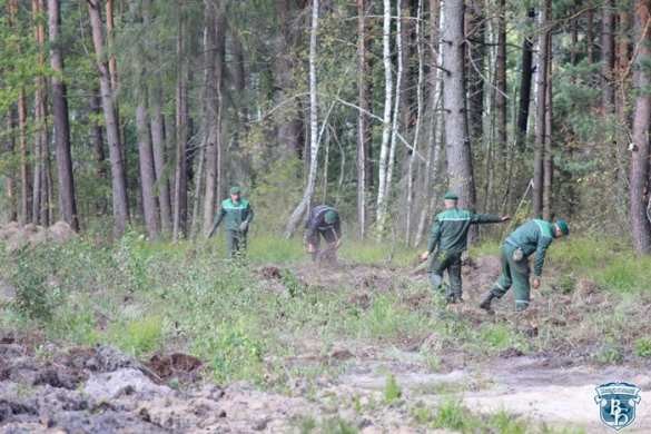 Кажется, они что-то знают: на границе с Украиной белорусские пограничники строят стену Кажется, они что-то знают: на границе с Украиной белорусские пограничники строят стену