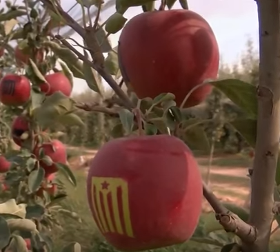 В Каталонии научились выращивать «сепаратистские» яблоки