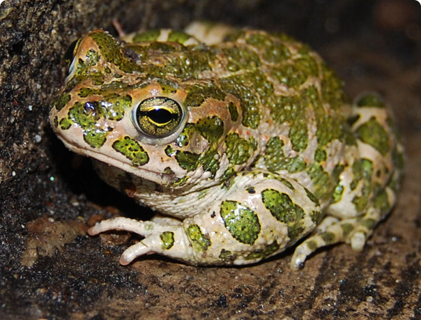 Порошенко будет раздавлен, как и положено – с жабами. Александр Роджерс