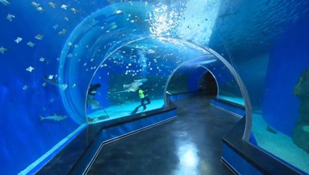 Путин открыл новый океанариум во Владивостоке