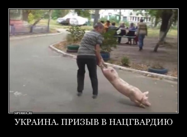 "Мыздобулы" в картинках. Смешных и не очень... 5-09-2016 "Мыздобулы" в картинках. Смешных и не очень... 5-09-2016