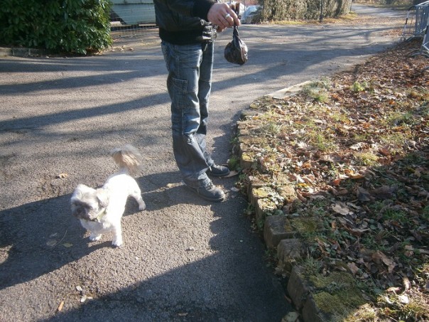 Уборка за собакой на улицах станет нормой