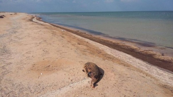 О свидомой любви к “родному краю” О свидомой любви к “родному краю”