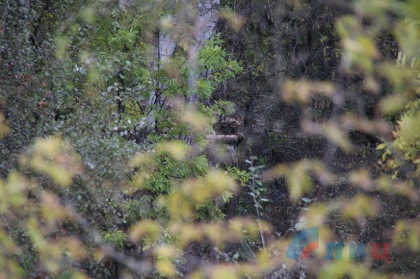 Сводка от НМ ЛНР 28 сентября 2016 года. ВСУ в районе Станицы возвели блиндаж в 50 метрах от позиций Народной милиции ЛНР