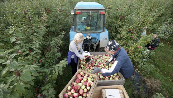 Белоруссия поставила в РФ в 2015 году в 5 раз больше яблок, чем вырастила