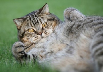 Одной семье повезло с котом.....