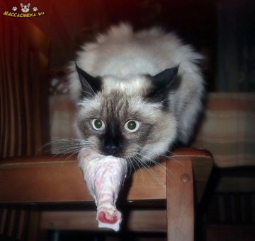 Одной семье повезло с котом.....