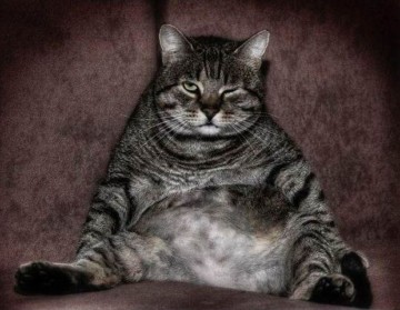 Одной семье повезло с котом.....