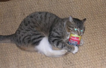 Одной семье повезло с котом.....