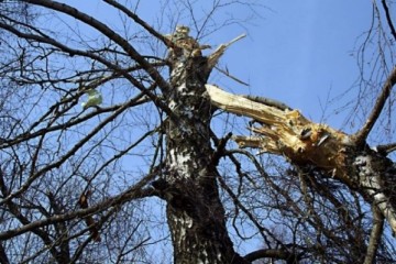 «Смоленская секта»: фильм о русской «бронеберезе», сбившей самолет президента Польши