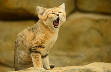 Почему зевать так чертовски заразительно