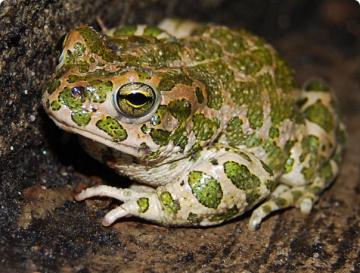 Порошенко будет раздавлен, как и положено – с жабами. Александр Роджерс