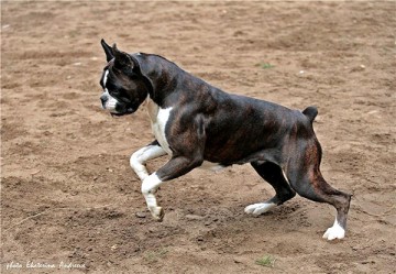 Ангелы-хранители