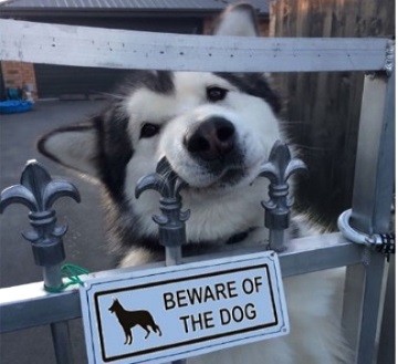 «Злые собаки», которых хочется немедленно погладить