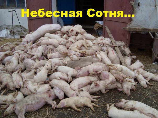 "Мыздобулы" в картинках. Смешных и не очень... 11-10-2016 "Мыздобулы" в картинках. Смешных и не очень... 11-10-2016