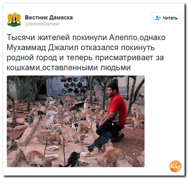 "Мыздобулы" в картинках. Смешных и не очень... 13-10-2016 "Мыздобулы" в картинках. Смешных и не очень... 13-10-2016