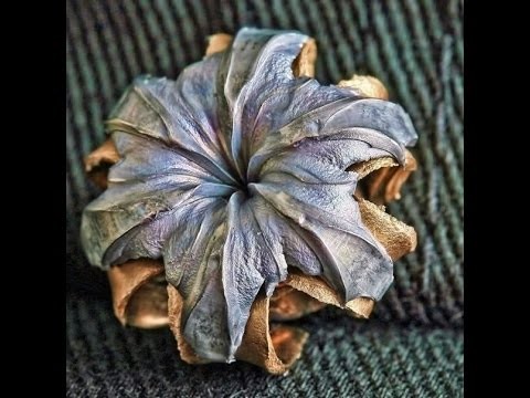 Цветок из металла Цветок из металла