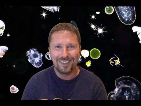 Майдан. Планктон. Нерабы