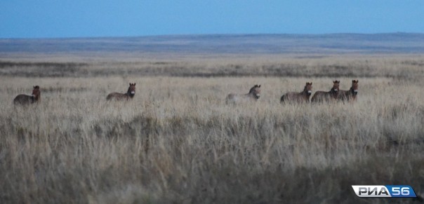 Президент РФ в Оренбургской области: бизнес и лошади Президент РФ в Оренбургской области: бизнес и лошади