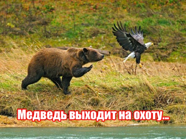 "Мыздобулы" в картинках. Смешных и не очень... 10-10-2016