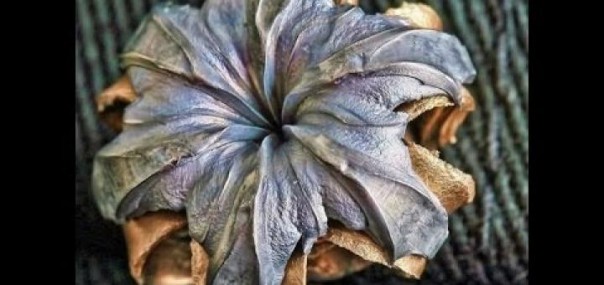 Цветок из металла Цветок из металла