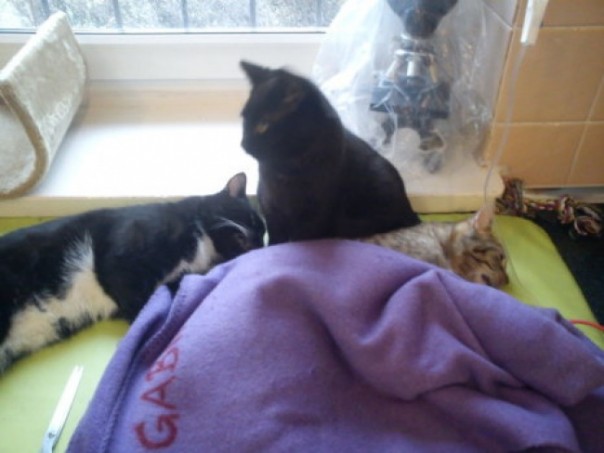 В польском приюте работает кот-медбрат