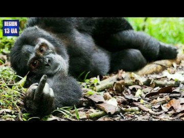 Немного позитива. Необычный фотоконкурс за самый комичный кадр о дикой природе