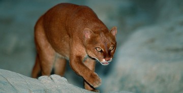 В Москве поселятся ягуарунди