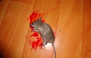 ВИКИпедия отжигает напалмом: На Украине увековечена память Михо-батоно Сцаакашвили