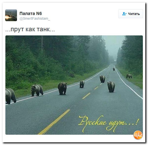 "Мыздобулы" в картинках. Смешных и не очень... 13-11-2016 "Мыздобулы" в картинках. Смешных и не очень... 13-11-2016