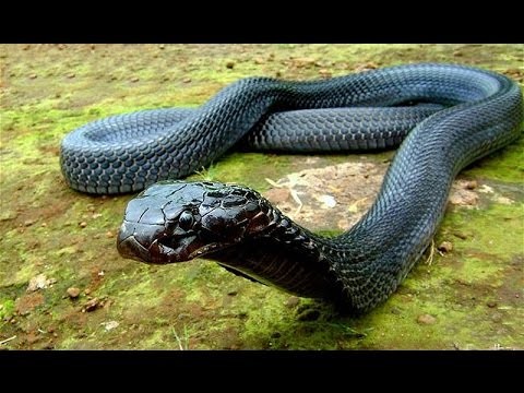 "Эффект кобры"