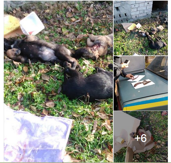 Херсонские живодеры растерзали щенков ради мяса Херсонские живодеры растерзали щенков ради мяса