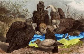 Поляки пошли на Украину за своей собственностью