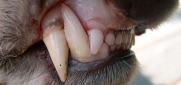 Гробовщикам не доверяют колыбелей…