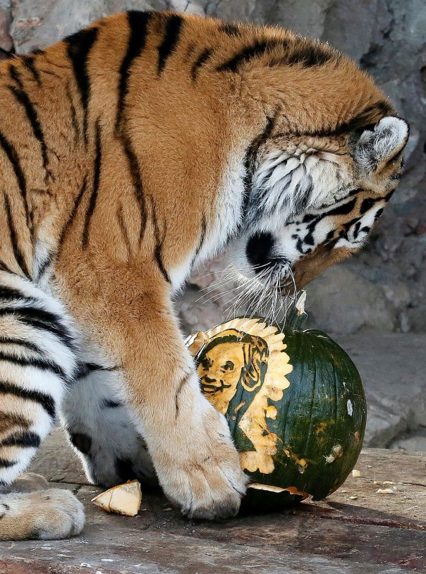 Животные, которые уже сделали свой выбор: кто станет новым президентом США?