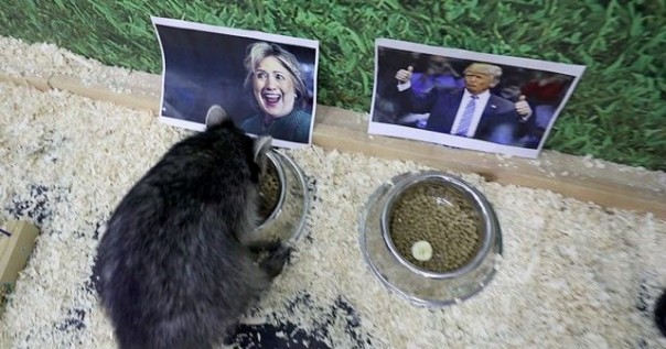 Животные, которые уже сделали свой выбор: кто станет новым президентом США?