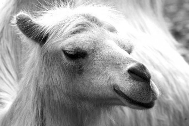 Животные, которые уже сделали свой выбор: кто станет новым президентом США?