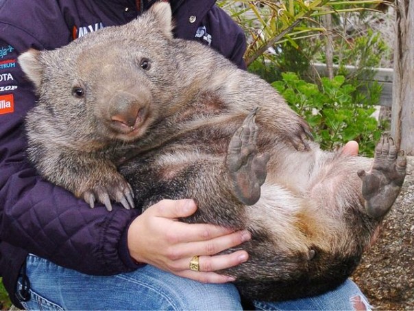 Животные, которые уже сделали свой выбор: кто станет новым президентом США?