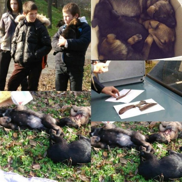 Херсонские живодеры растерзали щенков ради мяса