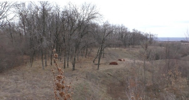 Видео от Грема Филлипса. Бойцы армии ДНР эвакуируют тело погибшего мирного жителя в Зайцево 18+
