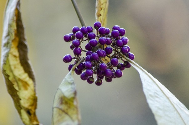 Последние краски осени. Крым.
