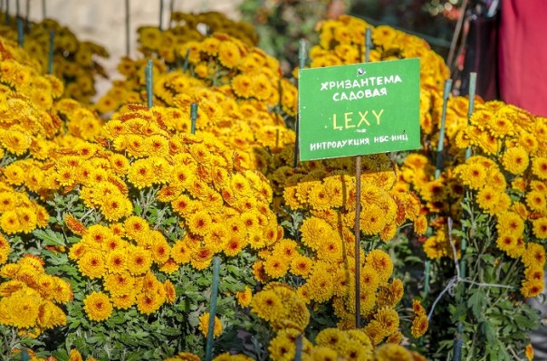 Последние краски осени. Крым.