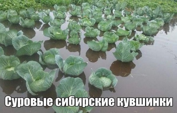 Приколы (18+)