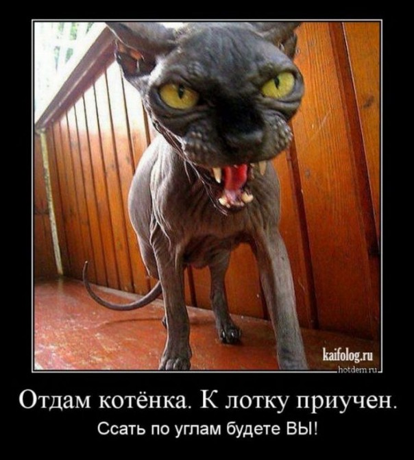 Приколы (18+)