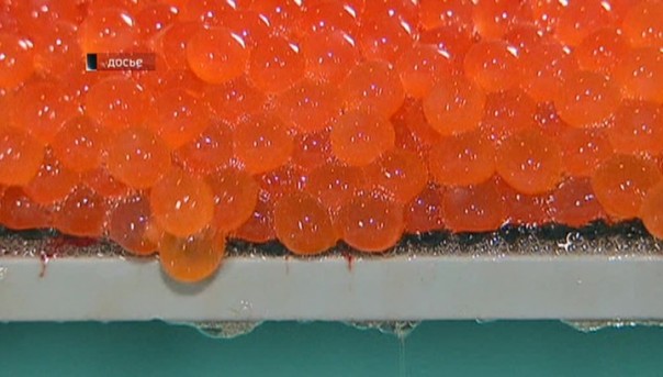 Ограбление века: В Москве через дыру в стене украли красную икру на 40 миллионов