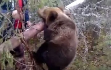 Спасение медвежонка, загнивание Запада и другие «хвосты»